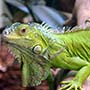 Iguana (gušter) (lat. Iguana iguana)